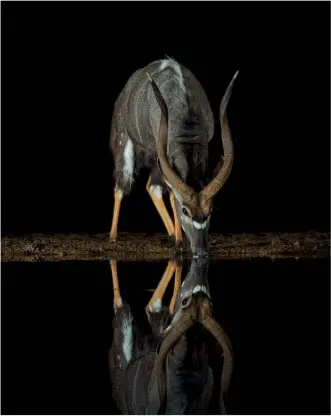  ??  ?? Kudus kommen oft in kleinen Gruppen zum Trinken. Dieses Tier wanderte allein durch die Nacht.
KwaZulu Natal,
(Nikon D800E, 42 mm, ISO 3200, F3,3, 1/10 s)