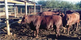  ??  ?? Leonard meen hy moes al vroeër met beeste begin boer het. Sy Bonsmarast­oetery is nou net meer as twee jaar aan die gang en hy pluk reeds die vrugte van goeie teelprakty­ke.