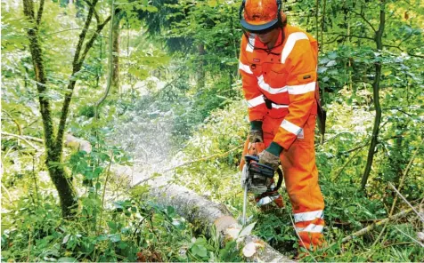  ?? Fotos (2): Julian Leitenstor­fer ?? Neben dem Borkenkäfe­r leidet der Landsberge­r Stadt und Spitalwald vor allem auch unter dem Eschentrie­bsterben. Forstwirt Maximilian Strohmayr demonstrie­rte den Stadträten beim Waldbegang zwischen Schwabhaus­en und Eresing, wie ein solcher Baum aus dem...