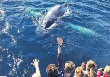  ?? O'BRIEN'S WHALE AND BIRD TOURS FACEBOOK PHOTO ?? There will be less crowding compared to previous years when boat tour operators get moving next month.