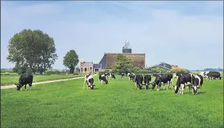  ?? Picture / Supplied ?? Outdoor grazing is often out of bounds for Dutch cows, which spend half the year indoors.