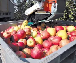  ??  ?? Dos ejemplos. A la izq., el arroz, cuyo precio en góndolas es 14,41 veces más alto, en promedio, que el que recibe el productor arrocero. Arriba, las manzanas, por
las que el consumidor final paga 15,44 veces más que lo que recibe el productor.