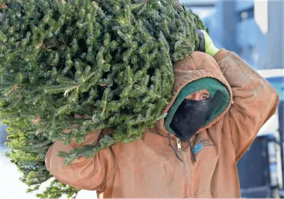  ?? PHOTOS BY MIKE DE SISTI / MILWAUKEE JOURNAL SENTINEL ?? Jose Reyes of Ideal Property Management is bundled up against the cold Tuesday as he hauls away unsold Christmas trees from a lot at Pere Marquette Park in Milwaukee.