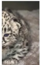  ?? Los Angeles Zoo via New York Times ?? rompted the snow leopard’s