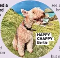  ?? ?? HAPPY CHAPPY Bertie