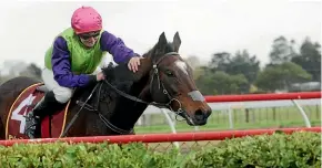  ?? TRISH DUNELL ?? Kiwi galloper Gobstopper is tackling tomorrow’s Australian Grand National Hurdle at Sandown.