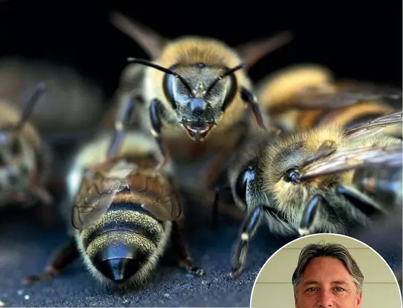  ??  ?? Beekeeper
Dave Grant says people do not need to be afraid when bees are swarming, when ‘‘they kind of become drunk on honey.’’