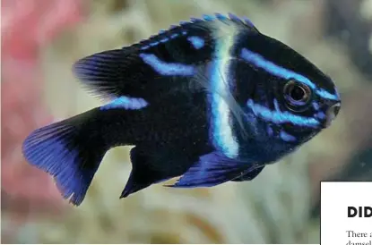  ??  ?? Black Velvet Damselfish (Neoglyphid­odon
oxyodon) are the author’s favourite and quite possibly the most colourful of all damselfish species. Extremely attractive when young, these fish however, turn grey when they mature
– a process that can take over a decade in a welltended tank.
(Pet Solutions)