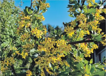  ?? LEE REICH THE ASSOCIATED PRESS ?? Attractive flowers are just one of the assets of clove currant; the flowers are also extremely fragrant and go on to yield tasty, dark currants.