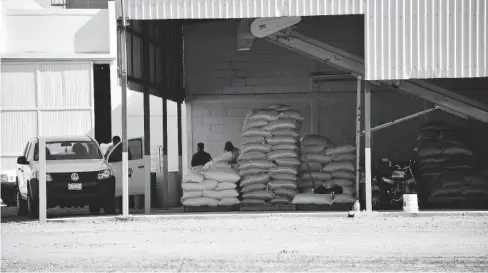  ?? FOTO: VICENTE GUERRERO ?? > El haber guardado el frijol en bodegas de la AARSP rindió frutos, pues el precio del básico se pudo estabiliza­r.