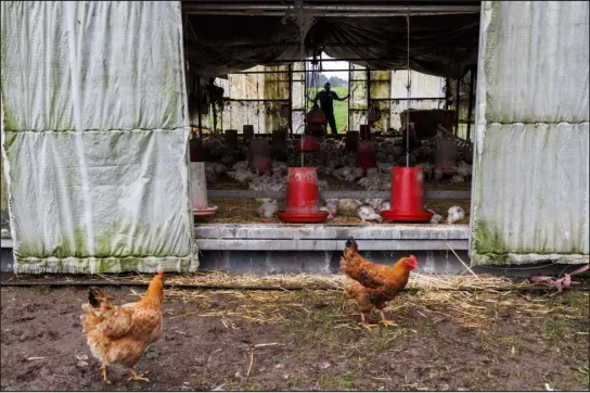  ?? RACHEL BUJALSKI — THE NEW YORK TIMES ?? Caleb Barron, an organic chicken farmer, checks on his chickens in Pescadero, Calif., on March 1. The highly lethal form of avian influenza circulatin­g the globe since 2021has killed tens of millions of birds, forced poultry farmers in the United States to slaughter entire flocks and prompted a brief but alarming spike in the price of eggs.