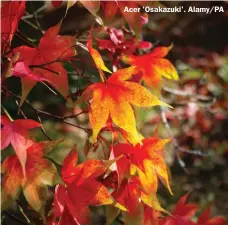  ?? ?? Acer 'Osakazuki'. Alamy/PA