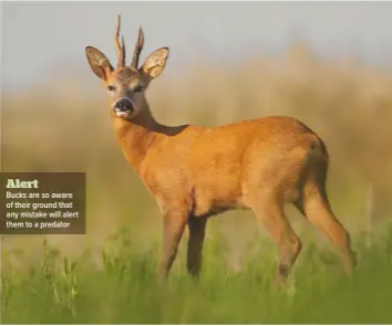  ??  ?? Alert
Bucks are so aware of their ground that any mistake will alert them to a predator