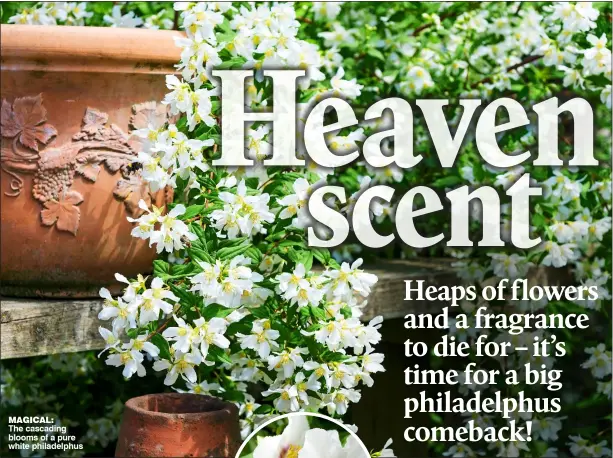  ??  ?? MAGICAL: The cascading blooms of a pure white philadelph­us