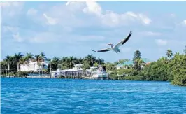  ?? FLORIDARAM­BLER.COM ?? One of the best places to see white pelican is in Charlotte Harbor.