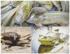  ?? ?? Hardhead catfish, giant waterbug, and bullfrog (Photos from iStock; collage by author.)