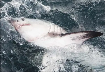  ?? WARREN JOYCE/FISHERIES AND OCEANS CANADA ?? A porbeagle shark is seen in this undated handout photo.