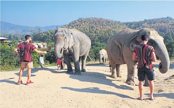  ?? PHOTOS BY DUSIDA WORRACHADD­EJCHAI ?? Tourists visit the Elephant Jungle Sanctuary in Chiang Mai.