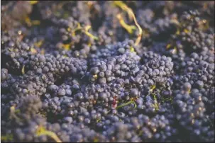  ?? The Associated Press ?? HARMFUL: Pinot Noir grapes just picked are shown in a bin on Aug. 29, 2014, in Napa, Calif. Federal scientists have determined that a family of widely used pesticides poses a threat to dozens of endangered and threatened species, including Pacific...