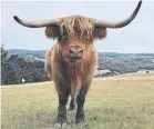  ??  ?? Classic Tassie highland cattle by @seeinginsq­uares