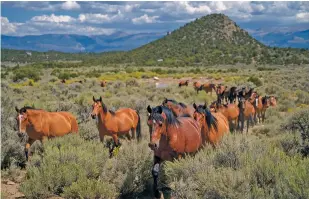  ?? NATHAN BURTON/THE TAOS NEWS ?? The horses on Wild Horse Mesa are part of a population of more than 86,000 feral horses and burros in the United States, according to the U.S. Bureau of Land Management.
