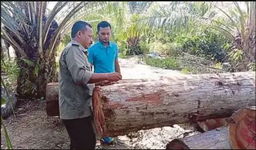  ??  ?? PEGAWAI Jabatan Perhutanan Negeri memeriksa balak yang disimpan di ladang sawit di Kampung Medang.