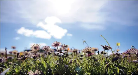  ?? | Picture: ARMAND HOUGH / African News Agency (ANA) ?? Tourists and local nature enthusiast­s flocked to the West Coast National Park as this year’s annual flower season began. The official flower season opened on August 1 and closes on September 30.