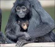  ?? (Photo: Darragh Kane) ?? The critically endangered Baby Colombian Black Spider Monkey born at Fota Wildlife Park.