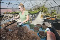  ?? (NWA Democrat-Gazette File Photo/Andy Shupe) ?? Lee Witty, a horticultu­rist at the Botanical Garden of the Ozarks, plants caladium bulbs last month inside the garden’s greenhouse in Fayettevil­le.