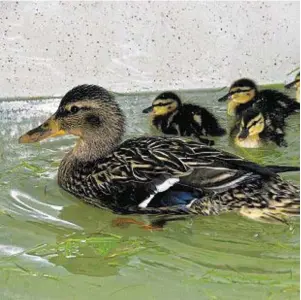  ??  ?? DUCKS TO WATER: Daisy and her ducklings recovering from their ordeal