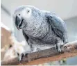  ?? FOTO: ALEXANDER HEINL/DPA ?? Wer seinen Papagei verstehen will, sollte seine Körperspra­che deuten können.