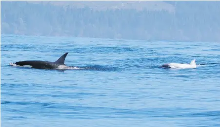  ??  ?? A rare white orca photograph­ed by Paul Pudwell of Sooke Coastal Exploratio­ns off Sooke on Sunday.