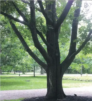  ?? ANDREW KING/ OTTAWA CITIZEN ?? John Kennedy reinjured his back by planting this tree in Ottawa in May 1961. The back brace Kennedy wore in public after that may have been a factor in his assassinat­ion.