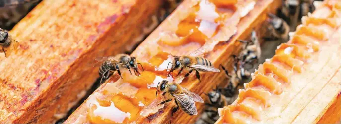  ?? DREAMSTIME ?? Vista de unas abejas en una colmena