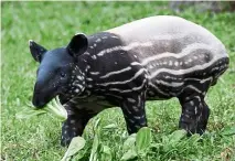  ?? — AFP ?? The Malayan tapir is not considered seriously endangered yet but it is declining in numbers in the wild due in part to road kills and and displaceme­nt.