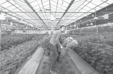  ?? BRETT DEERING/THE NEW YORK TIMES ?? Red Dirt Sungrown in Guthrie, Oklahoma, above, produces about 125 pounds of cannabis each week.