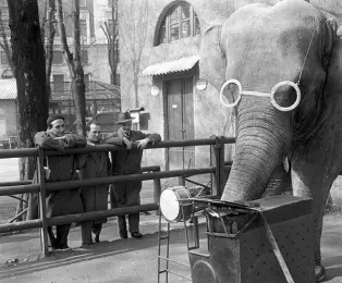  ??  ?? L’elefante con gli occhiali Nella foto grande: «Allo zoo: Alfonso Gatto, Vittorio Sereni e Oreste del Buono» (Milano, 1951). Nella foto a sinistra: «Puglia, 1947»