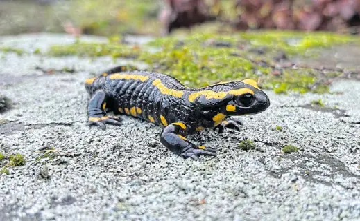  ?? Foto: Kreis Herford ?? Auf Tuchfühlun­g mit Feuersalam­andern im Herforder Nagelsbach. Die Amphibien finden hier gute Bedingunge­n, um sich fortzupfla­nzen.