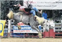  ??  ?? Wild ride . . . Tate Macdonald, Athol, competes in the open saddle bronc.