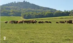  ??  ?? 2: Busarello farms 160 Limousin cattle and 40 Comtois horses on 100ha of communal land in central France. 2