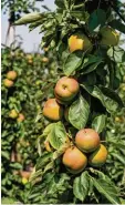  ?? Foto: dpa ?? Obstbauern und Apfelfans dürfen sich freuen: Heuer hängen viele Äpfel an den Bäumen.