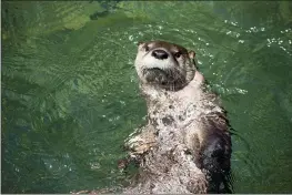  ?? COURTESY OF SEQUOIA PARK ZOO FOUNDATION ?? Pictured is one of the zoo’s North American river otter brothers.