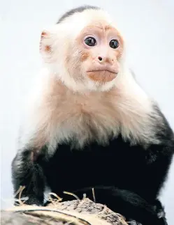  ??  ?? El capuchino se encuentra ahora en buenas condicione­s, luego de que al ser rescatado el 10 de abril registró bajo peso, lesión en el colmillo y parásitos externos.