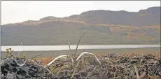  ??  ?? Plastic tie binding polluting the shore of Loch Riddon, near Colintraiv­e.