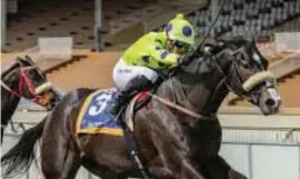  ?? Picture: Gold Circle ?? BACK TO FORM. Tribal Fusion appears to be coming back into form and could be one of Anton Marcus’s winners at Scottsvill­e, in Race 5, on Sunday.