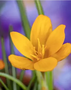  ??  ?? Clockwise from top: The translucen­t white flowers of the woodland crocus, or ‘tommie’, golden
‘Bronze Form’, with its cloak of mahogany; vibrant ‘Orange Monarch’; the large, feathery purple-veined petals of ‘Pickwick’.