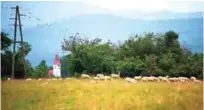  ??  ?? Sheep graze on a meadow behind the electric shepherd fence close to the small village of Markovec, Slovenia.