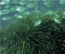  ??  ?? Posidonia praries are located throughout the Costa seabed