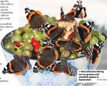  ?? Charlie Elder ?? Red admirals dining out on grapes and windfall apples in September
