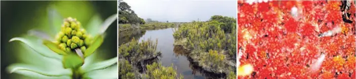  ?? MELISSA FERNÁNDEZ ?? El bosque que se observa en Las Vueltas es del tipo páramo alto andino. Aquí, es el sitio más al norte del continente americano donde se puede observar.